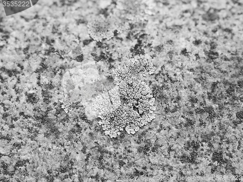 Image of Black and white Moss on stone