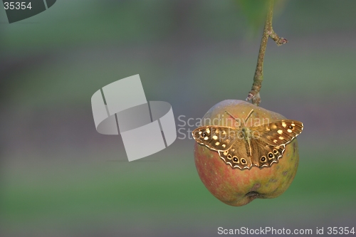 Image of Pararge aegeria, speckled wood butterfly