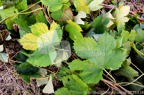 Image of Hop vine leaves trailing