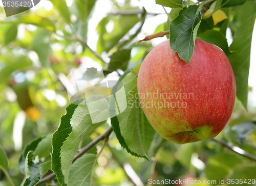 Image of Rosy red apple ready for harvest