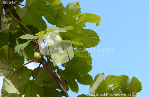 Image of Hops growing on a leafy vine