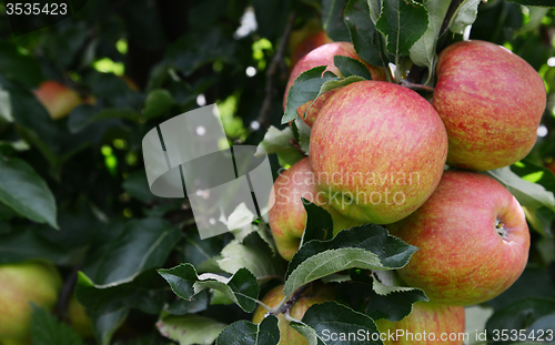 Image of Group of ripe apples on the tree