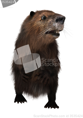 Image of Beaver