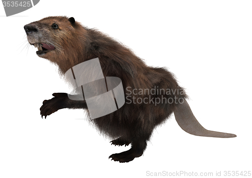 Image of Beaver