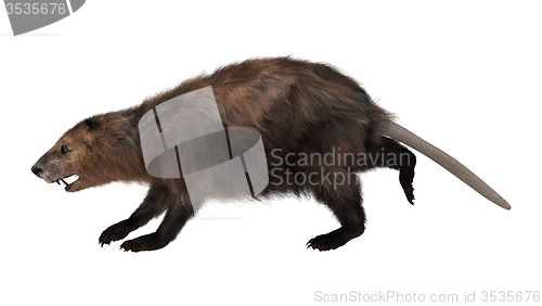 Image of Beaver