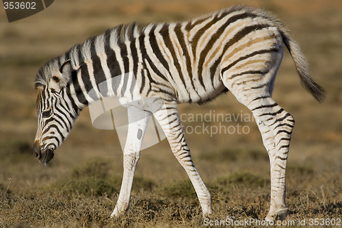 Image of Zebra Foal