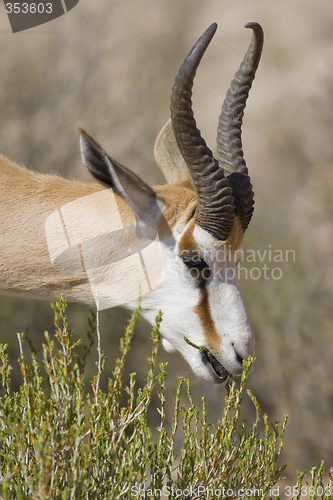 Image of Feeding Springbok