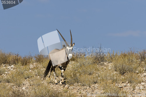 Image of Gemsbok Ridge