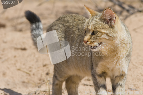 Image of African Wild Cat