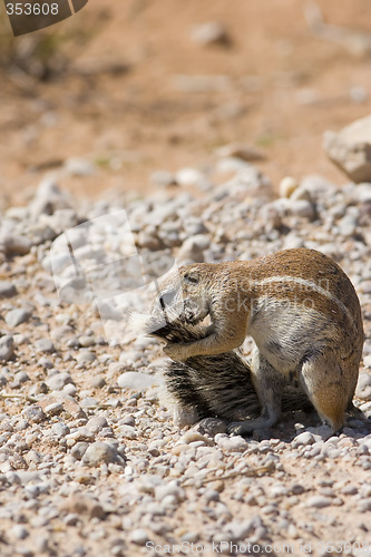 Image of Squirrel Grooming