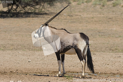 Image of Gemsbok