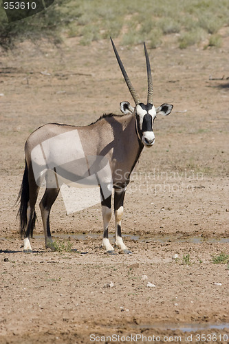 Image of Gemsbok