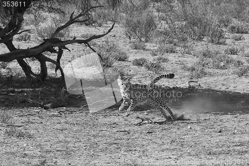 Image of Cheetah Chase