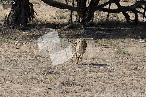 Image of Cheetah chase