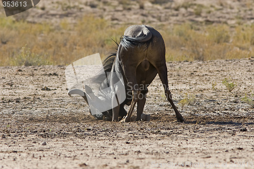 Image of Nose Dive