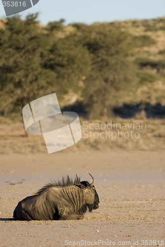 Image of Black Wildebeest