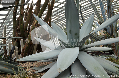 Image of Close up of huge agave plants