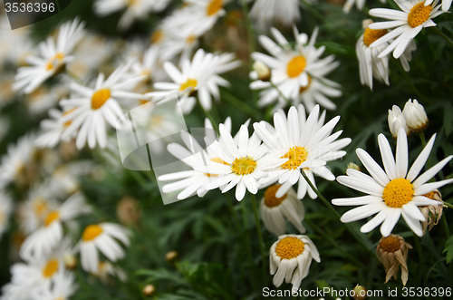 Image of White daisy flower in the Gardens by the Bay