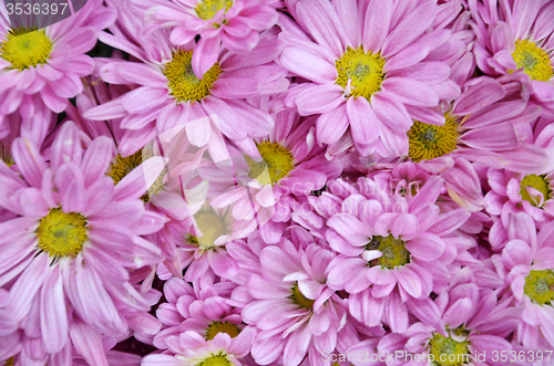 Image of Chrysanthemum flower in the Gardens by the Bay