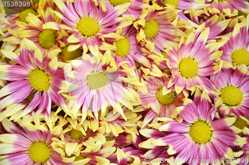 Image of Chrysanthemum flower in the Gardens by the Bay