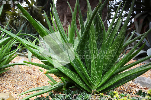 Image of Aloe vera