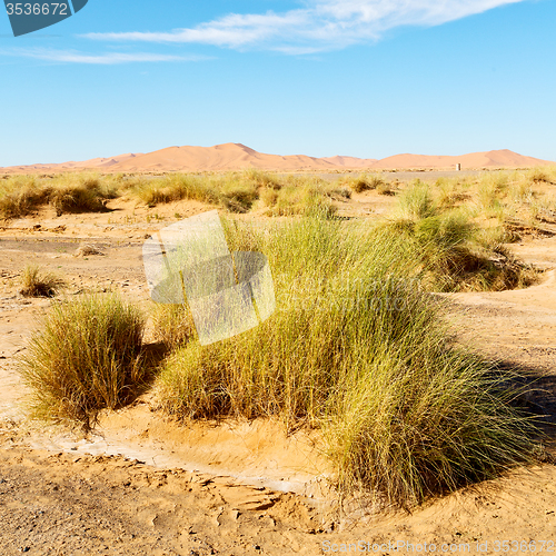 Image of mountain old fossil in  the desert of morocco sahara and rock  s