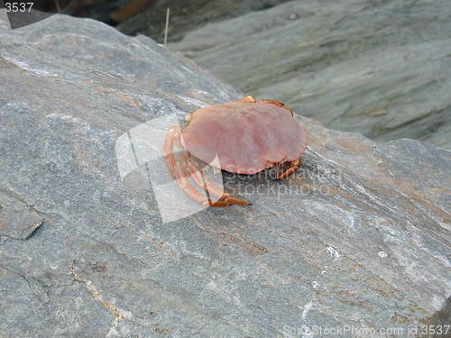 Image of Crab _23.10.2000