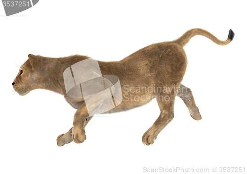 Image of Female Lion