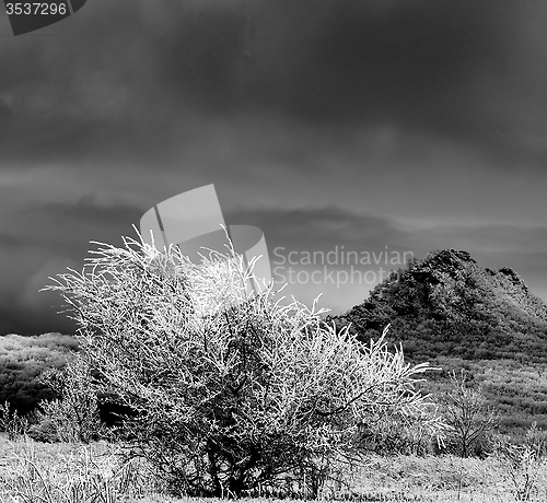 Image of Winter Landscape