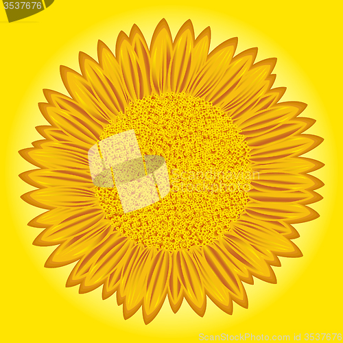 Image of Sunflower on yellow background