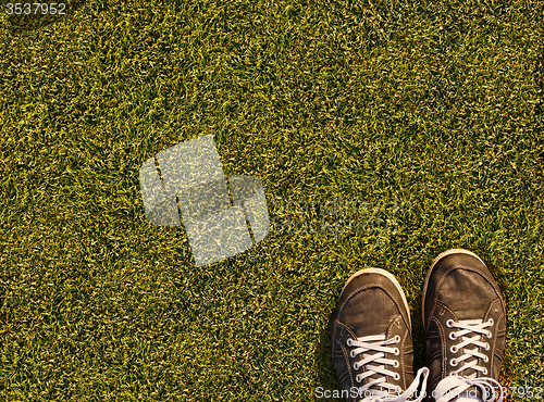 Image of Grass of field