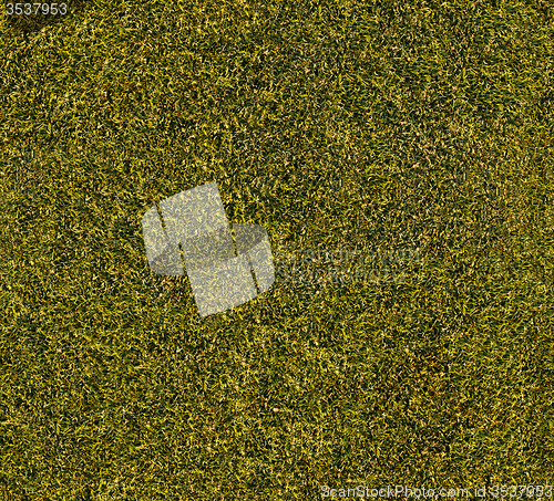 Image of Grass of field