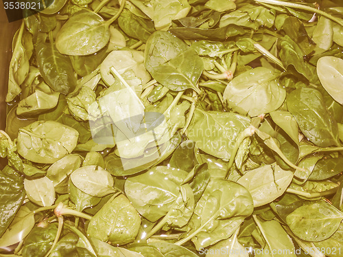 Image of Retro looking Spinach leaves