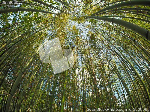 Image of Bamboo tree