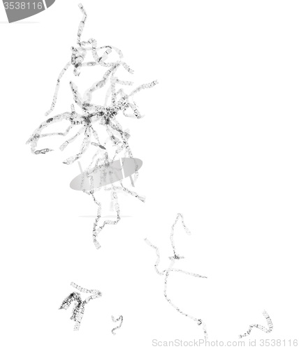 Image of Black and white Spirogyra micrograph