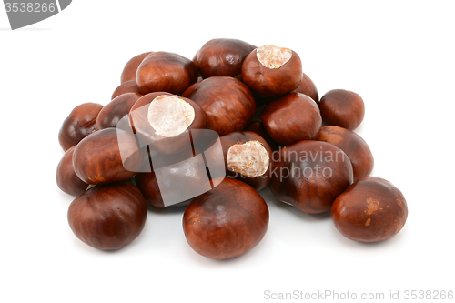 Image of Shiny brown conkers