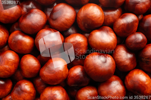 Image of Rich brown autumn conkers background