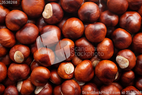 Image of Fall conkers background