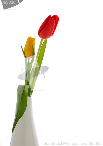 Image of Nice tulips, background white