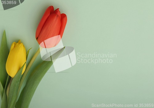Image of Nice tulips on pastel background