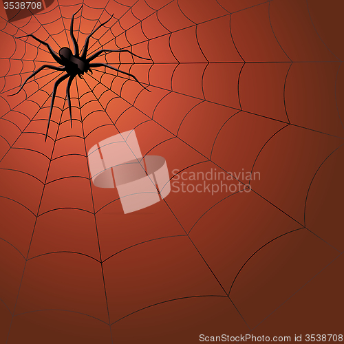 Image of Big dark spider on the web