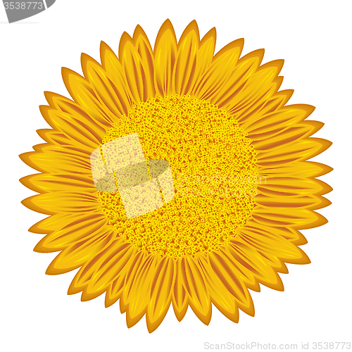 Image of Sunflower over white
