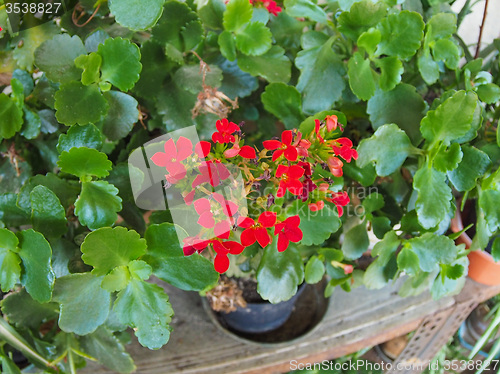 Image of Red kalanchoe flower