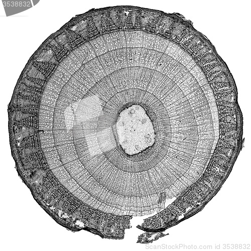 Image of Black and white Tilia stem micrograph