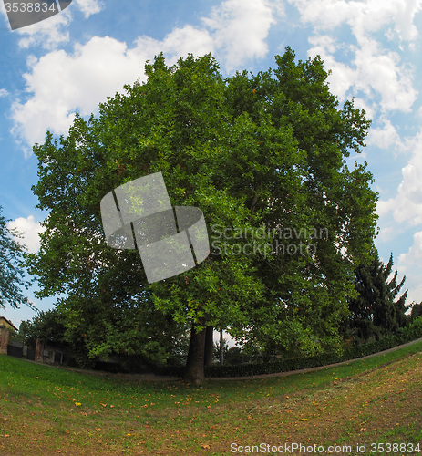 Image of Plane tree