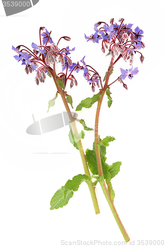 Image of Borage Herb Flowers