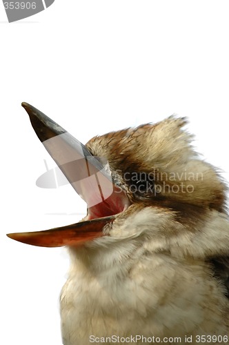 Image of Singing bird