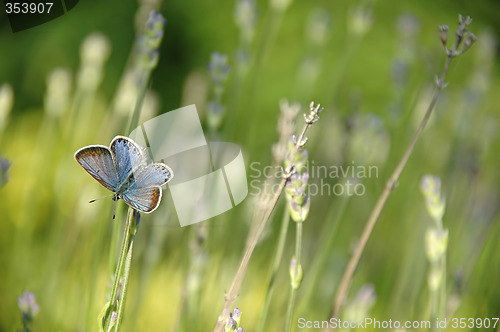 Image of Butterfly and flowers