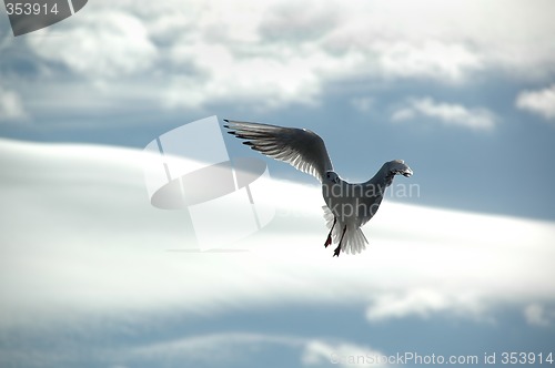 Image of Seagull and clouds