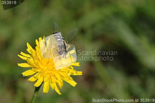 Image of Flower and bee